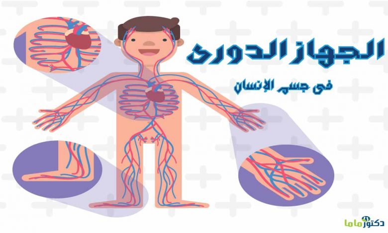 كيف نحافظ على الجهاز الدوري
