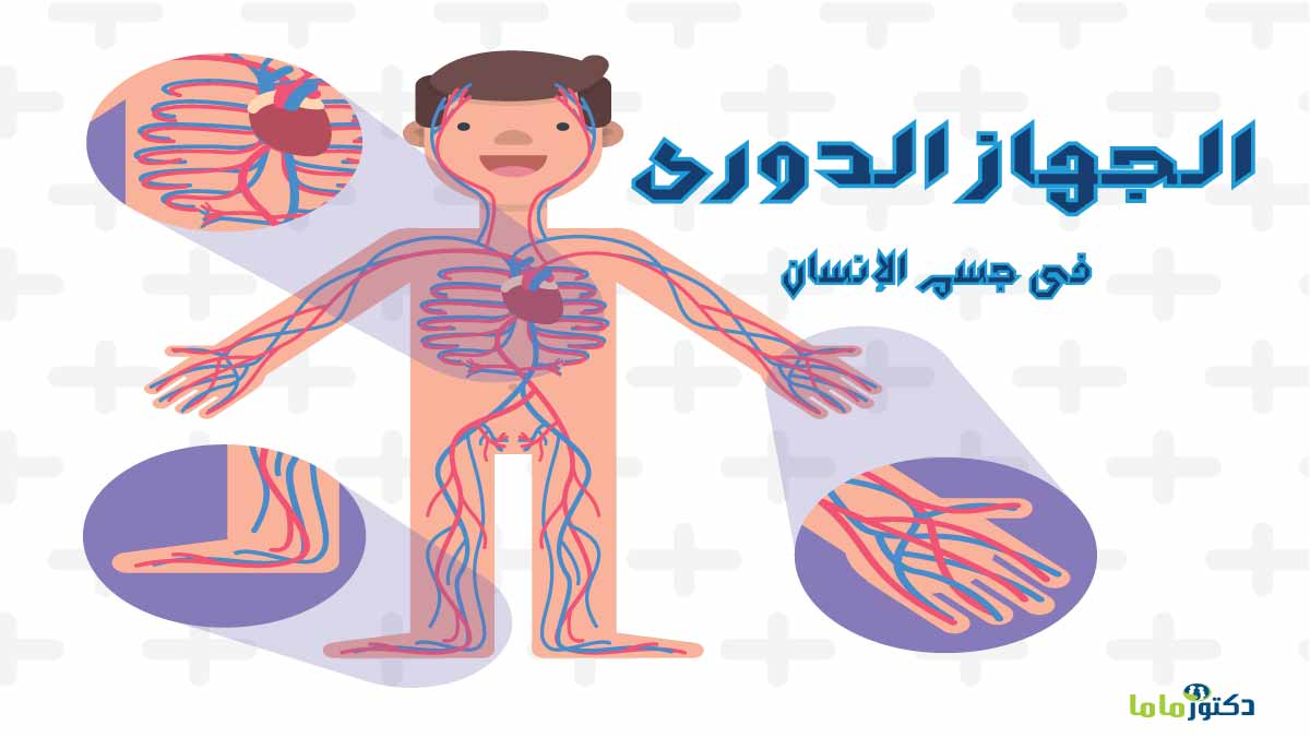 كيف نحافظ على الجهاز الدوري أهم 9 نصائح للمحافظة على الجهاز الدوري دكتور ماما